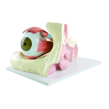 Anatomiemodel Oog, 6X Vergroting