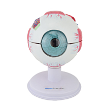 Anatomiemodel oog, 6-delig, groot